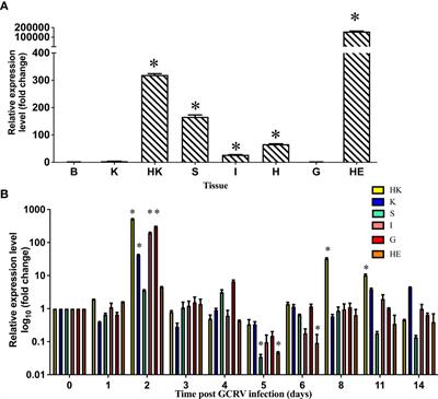 Grass carp SERPINA1 inhibits GCRV infection through degrading CF2